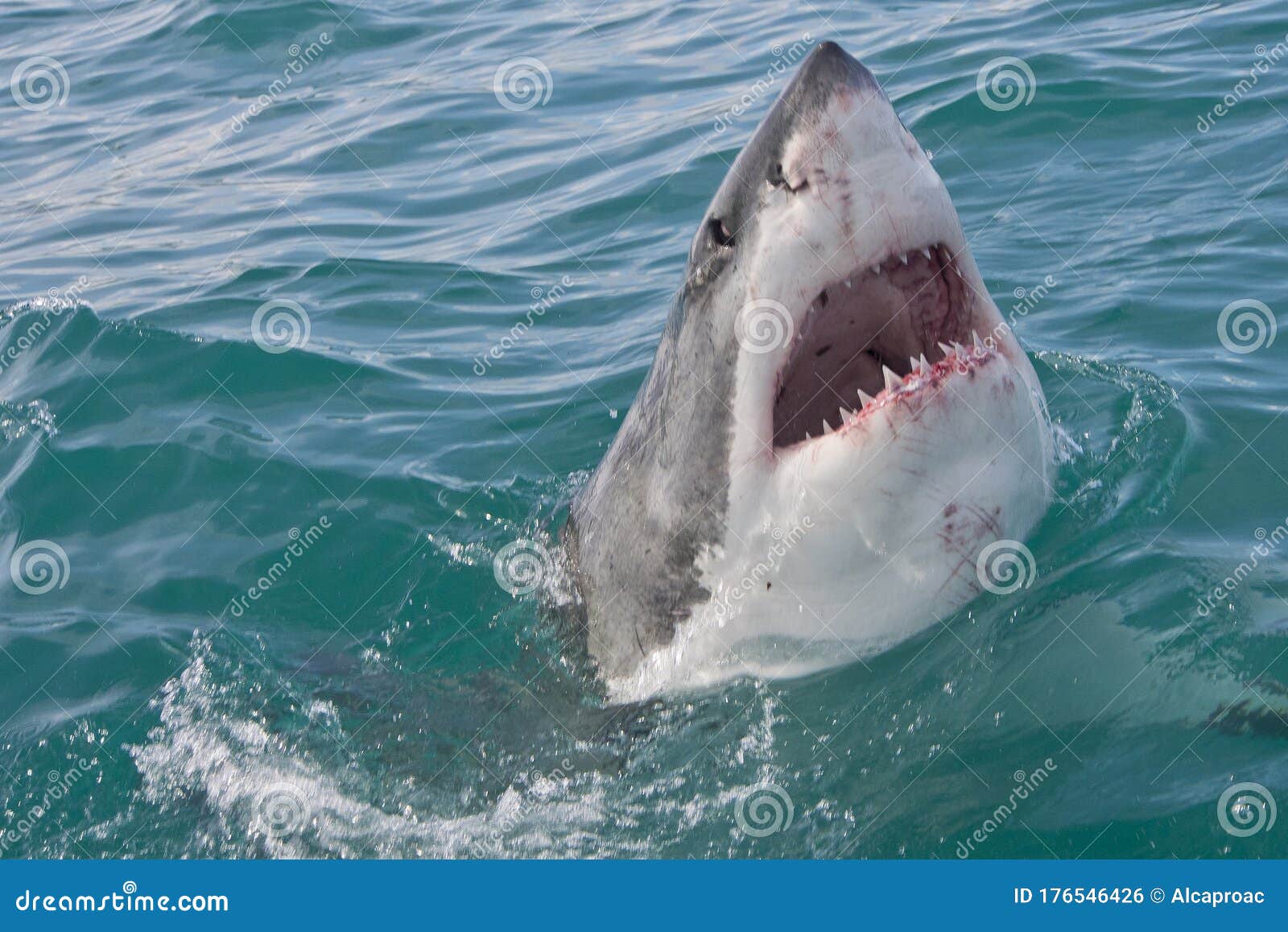 用户照片-Carcharhinus longimanus-长鳍真鲨-喵潜AI鱼类辨识 FISH ID - 你的在线鱼书