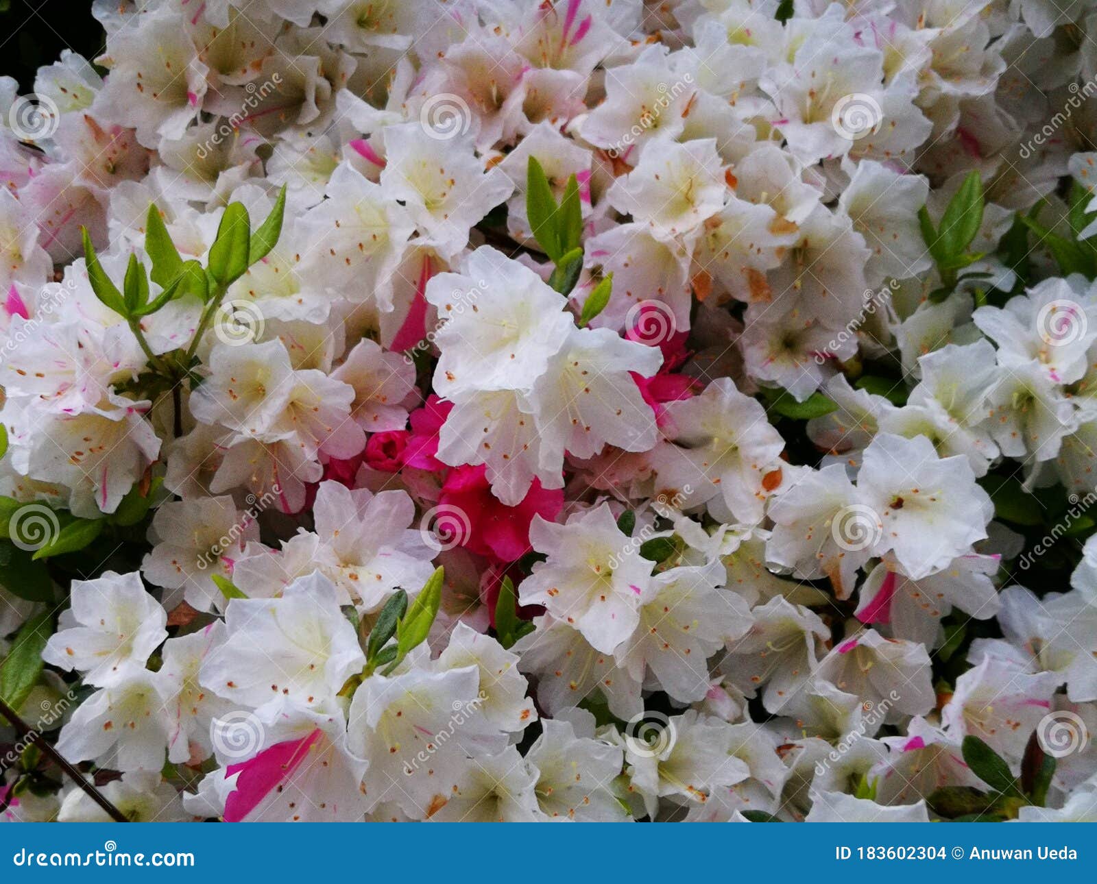 夏天花园里绽放着艳丽的白粉百合 东方百合花 美丽的百合花 库存图片 - 图片 包括有 宏指令, 花卉: 179910825