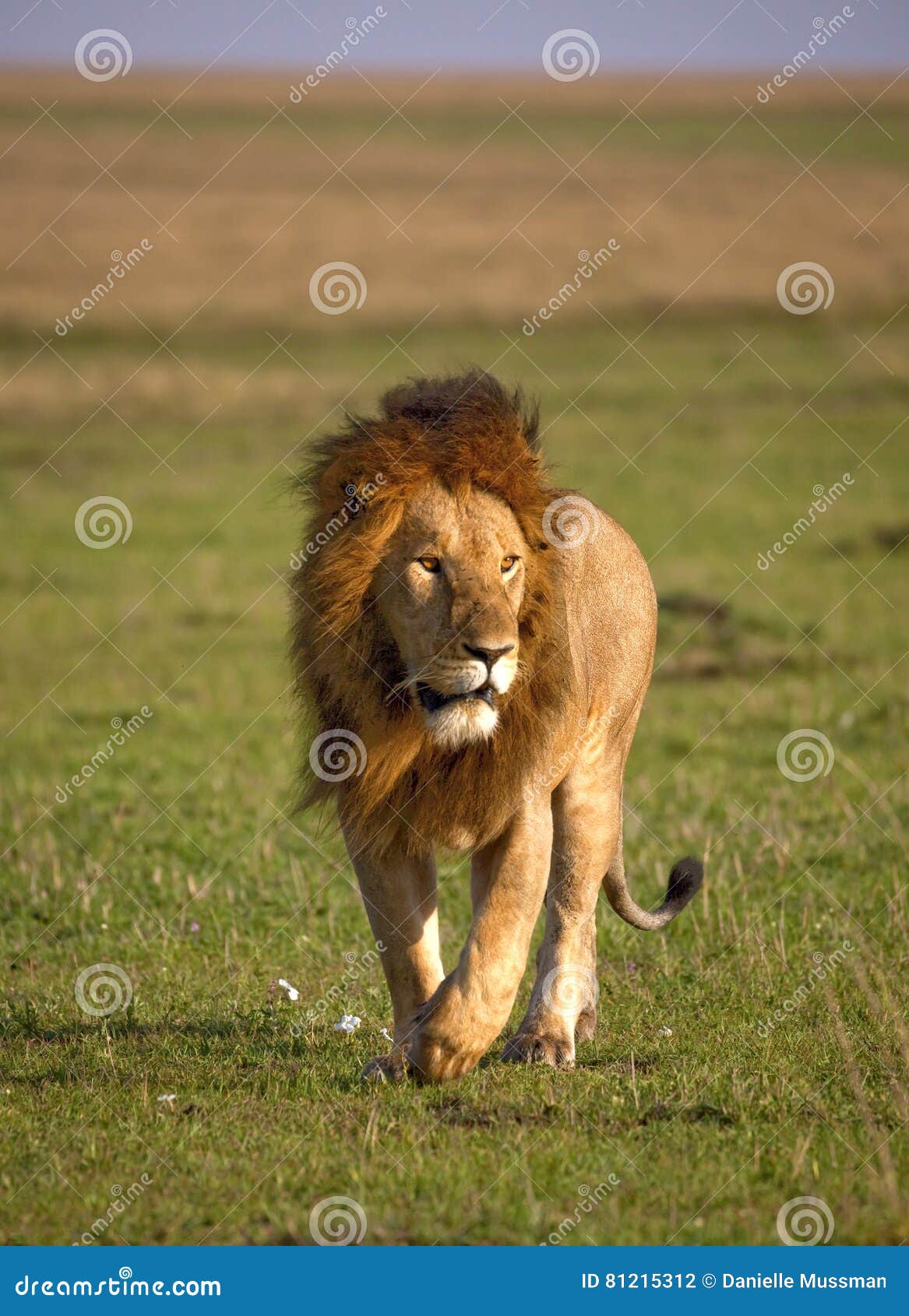 科学网—关于狮子和什么狗 - 谢力的博文
