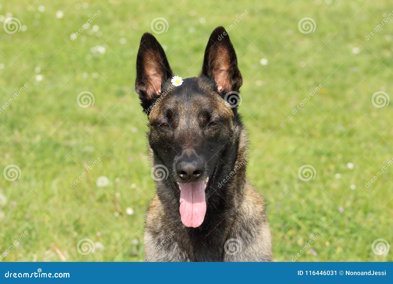 在一个couhed位置的Malinois比利时牧羊犬没有移动与敏锐的眼睛和等待的命令 库存图片 - 图片 包括有 快乐, 查找: 116446063