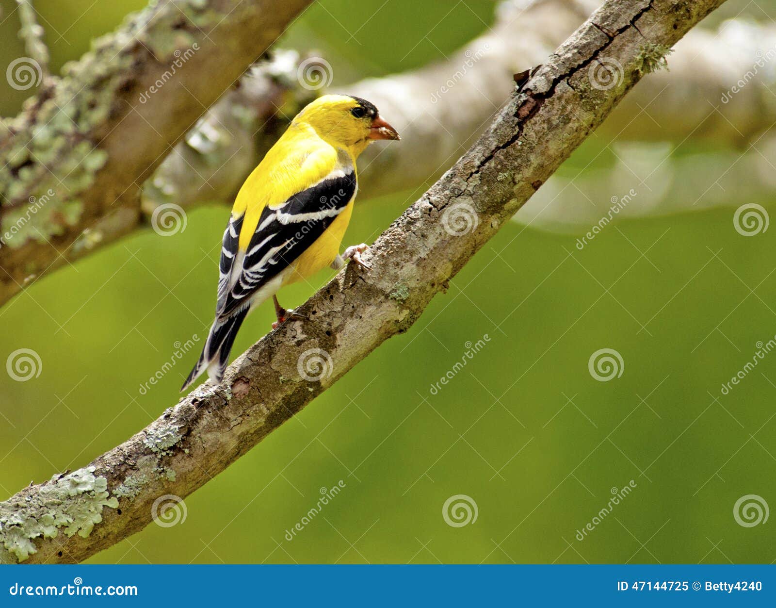 春天的黄色鸟