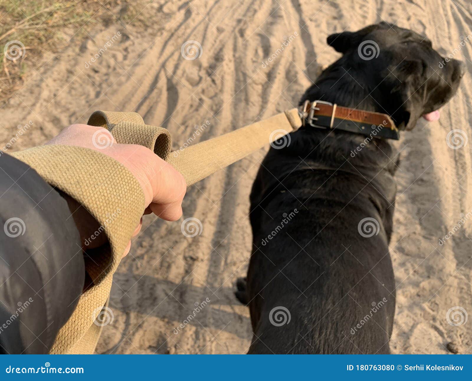男人和他的狗高清摄影大图-千库网