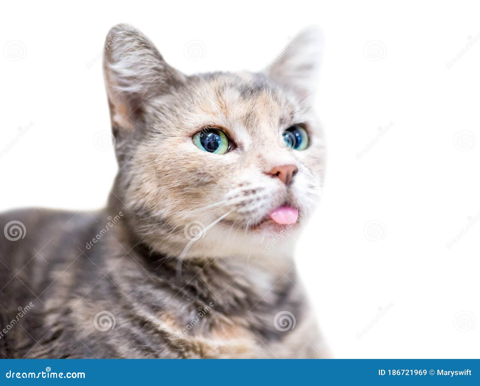 猫舌头- Lengua de Gato 库存图片. 图片 包括有 阿根廷, 滑稽, 逗人喜爱, 舌头 - 69467909