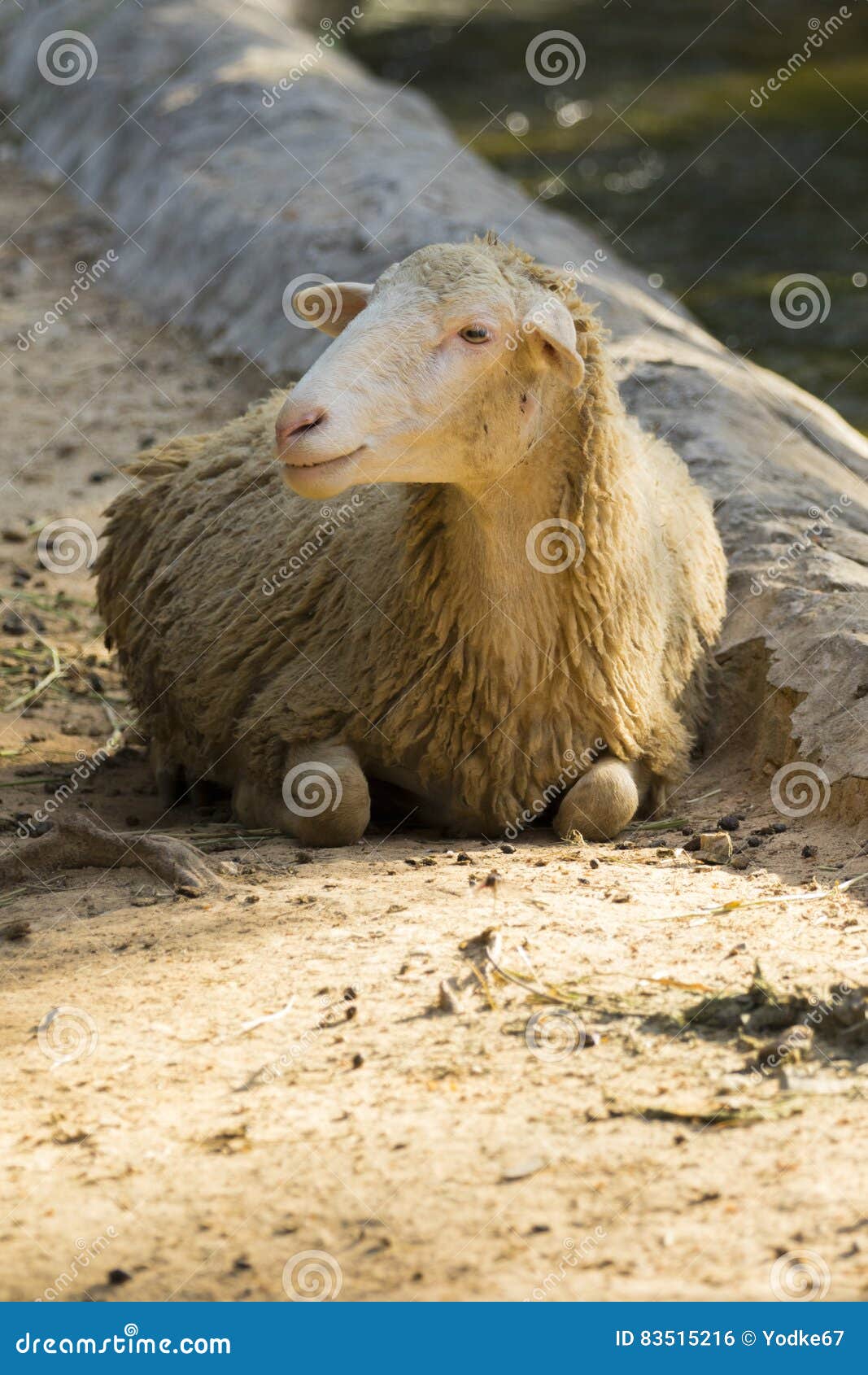 两只棕色绵羊 库存照片. 图片 包括有 硼硅酸盐, 母羊, 哺乳动物, 本质, 家畜, 富感情的, 羊羔 - 35613080