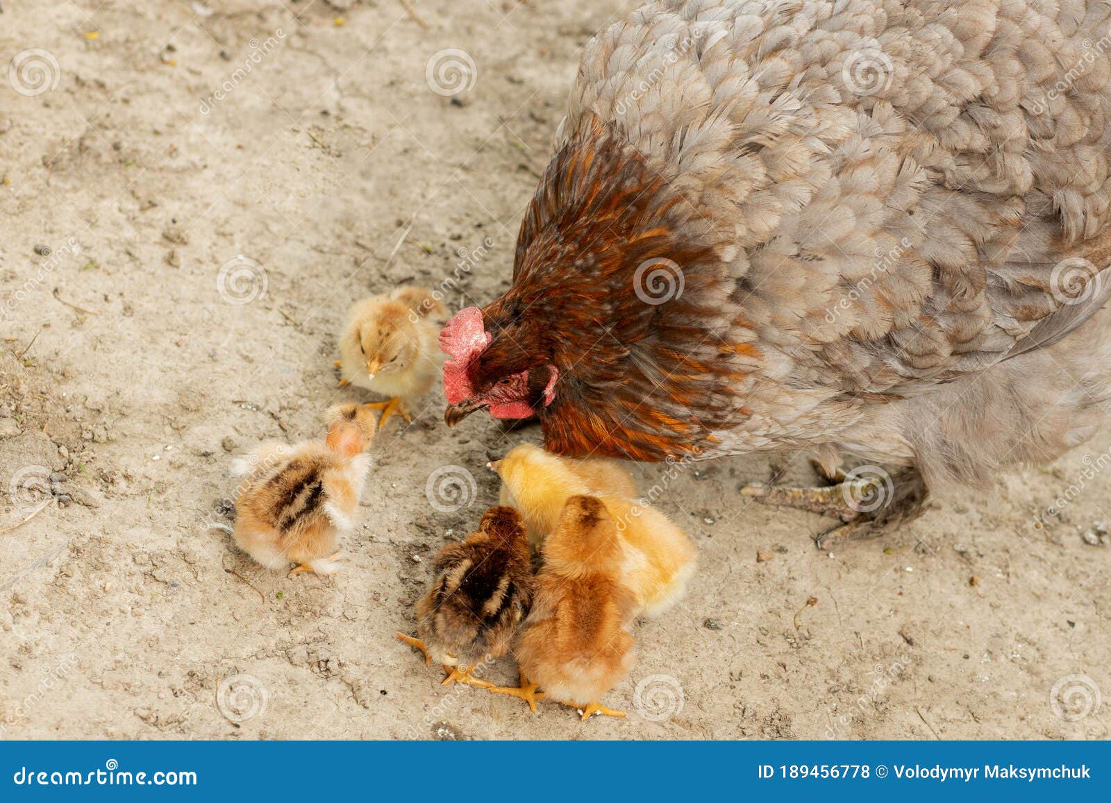 草地上的母鸡与小鸡家禽图片 - 免费可商用图片 - CC0素材网