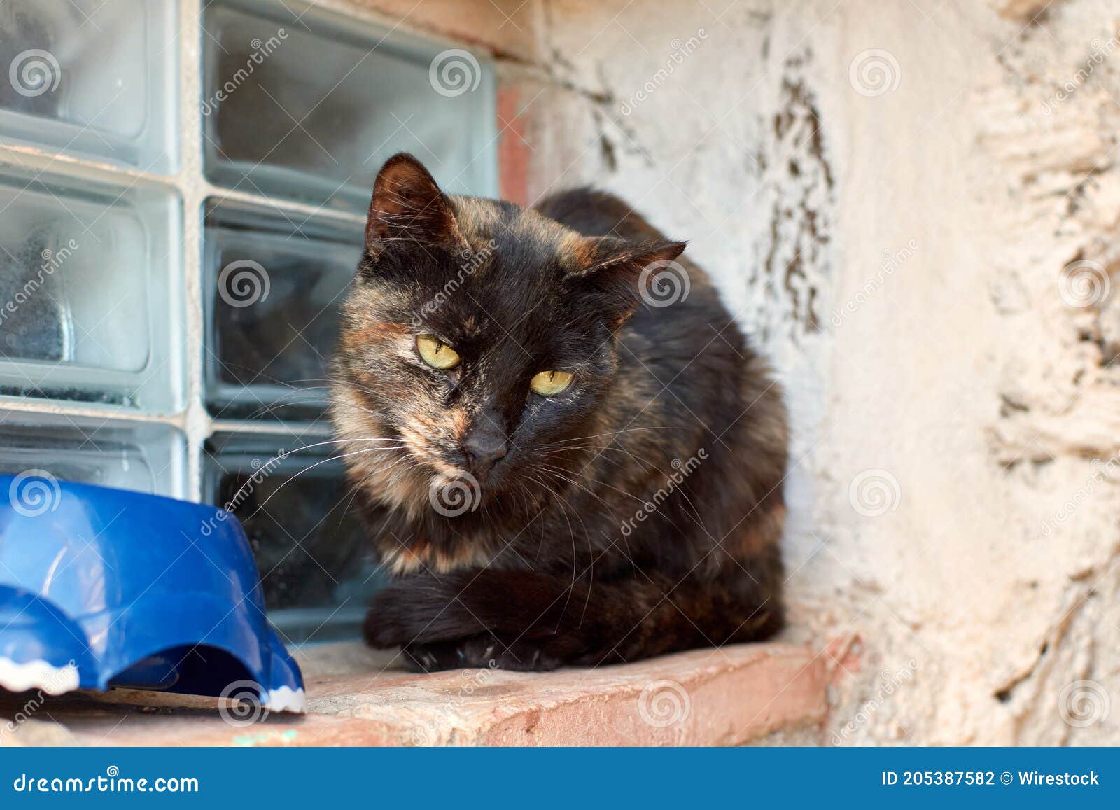 Cat Shaking Head Seizure - Cat Meme Stock Pictures and Photos