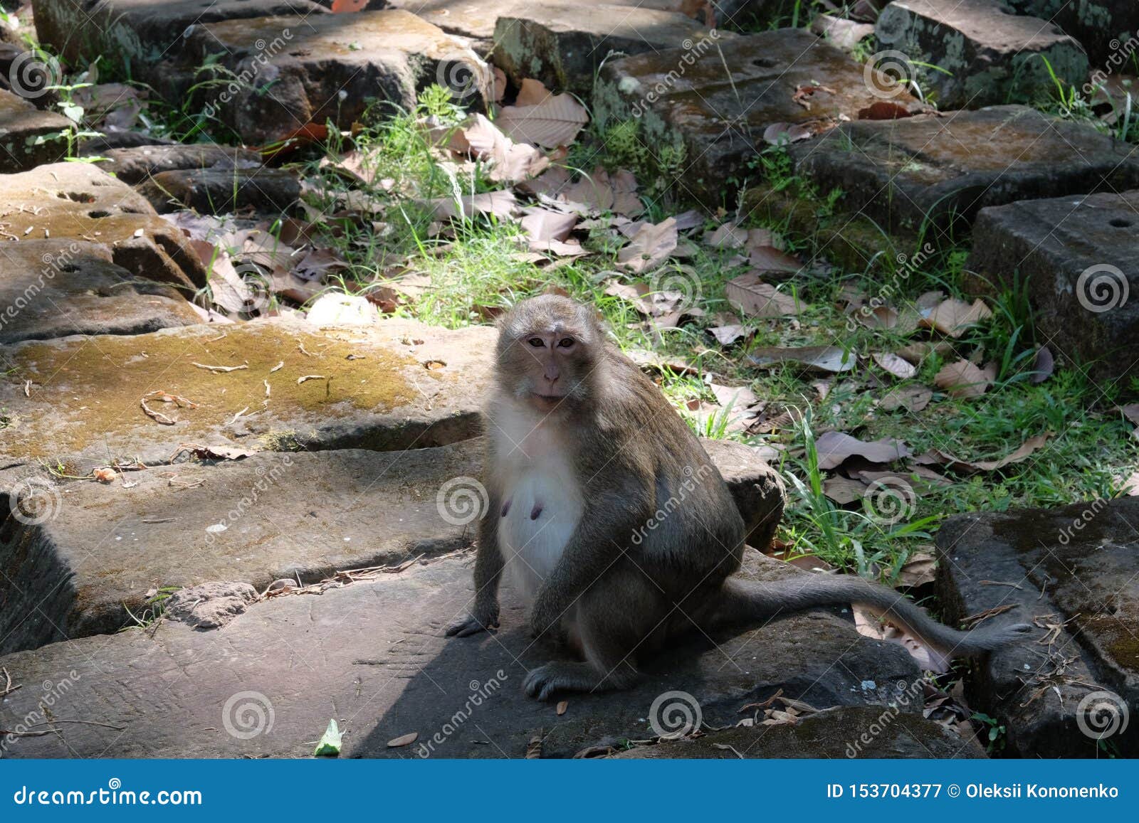自然中的猕猴家族 母猴哺乳 斯里兰卡 库存照片. 图片 包括有 适于吸入的, 表面, 男性, 敬慕, 开会 - 177483840