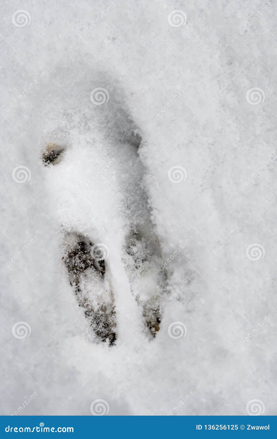 兔子或野兔的足迹。复活节兔子的脚印。兔子的爪子的步骤。野兔的脚印在雪地上。矢量插图孤立在白色背景在平坦的风格插画图片素材_ID ...