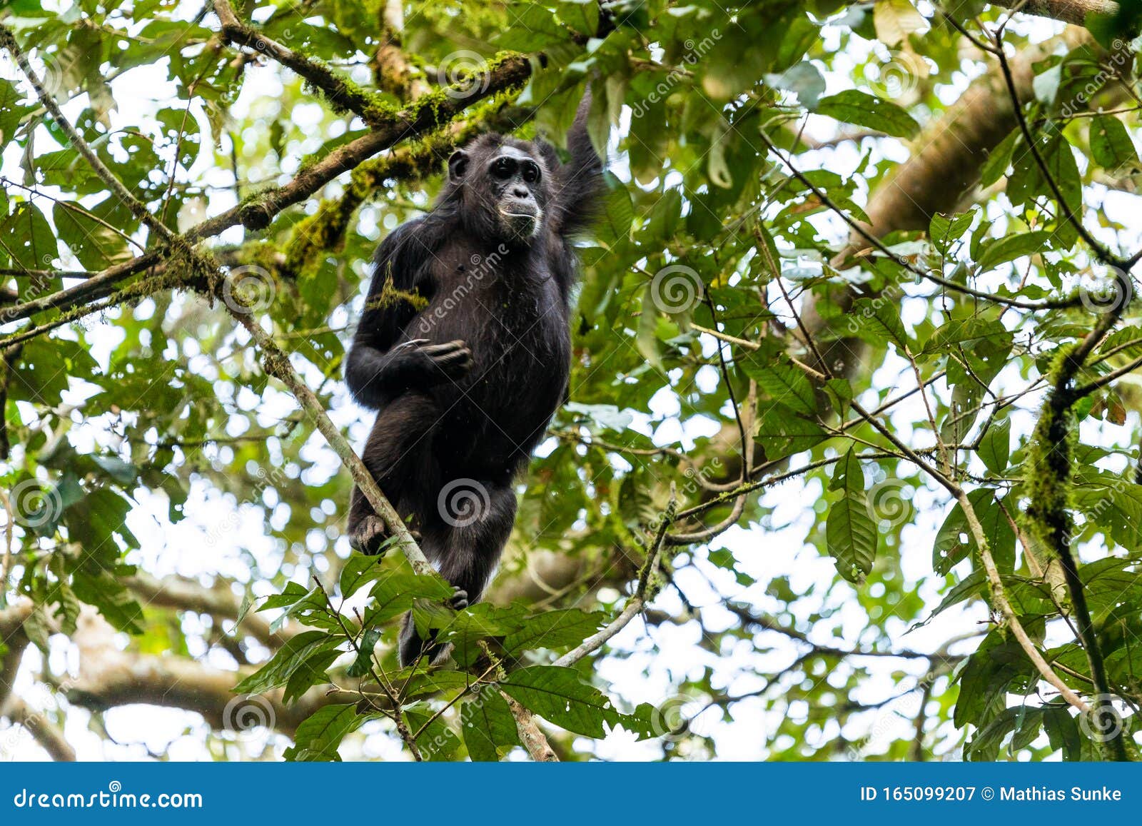 在树的婴孩山地大猩猩 乌干达 Bwindi难贯穿的森林国家公园 库存照片 - 图片 包括有 密林, 男性: 78390216