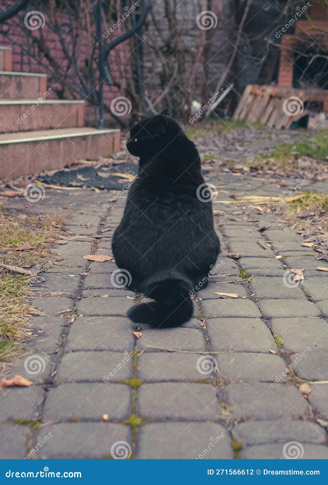 保護猫】生後1か月の子猫を保護しました & 抱っこしたまま寝て