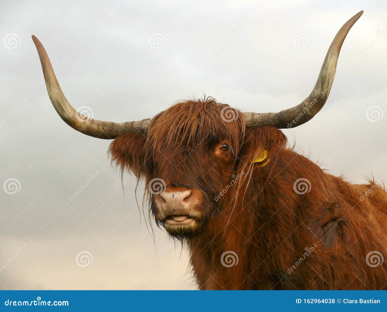 伸出舌头的高地母牛 库存照片. 图片 包括有 绵羊, 停留, 昆士兰, 舌头, 新建, 外出, 西兰, 苏格兰 - 62563510