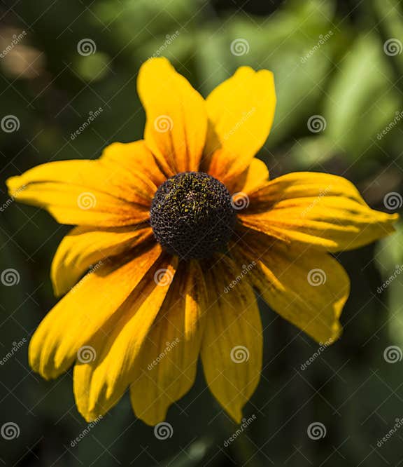 ä¸€å¼ å¼ çº¢è‰²çº¸èƒ¸çš„å¹´è½»å¥³æ€§å­¤ç«‹ç”»åƒ ã€‚çº¸çº¢å¿ƒå°‘å¥³å­¤ç