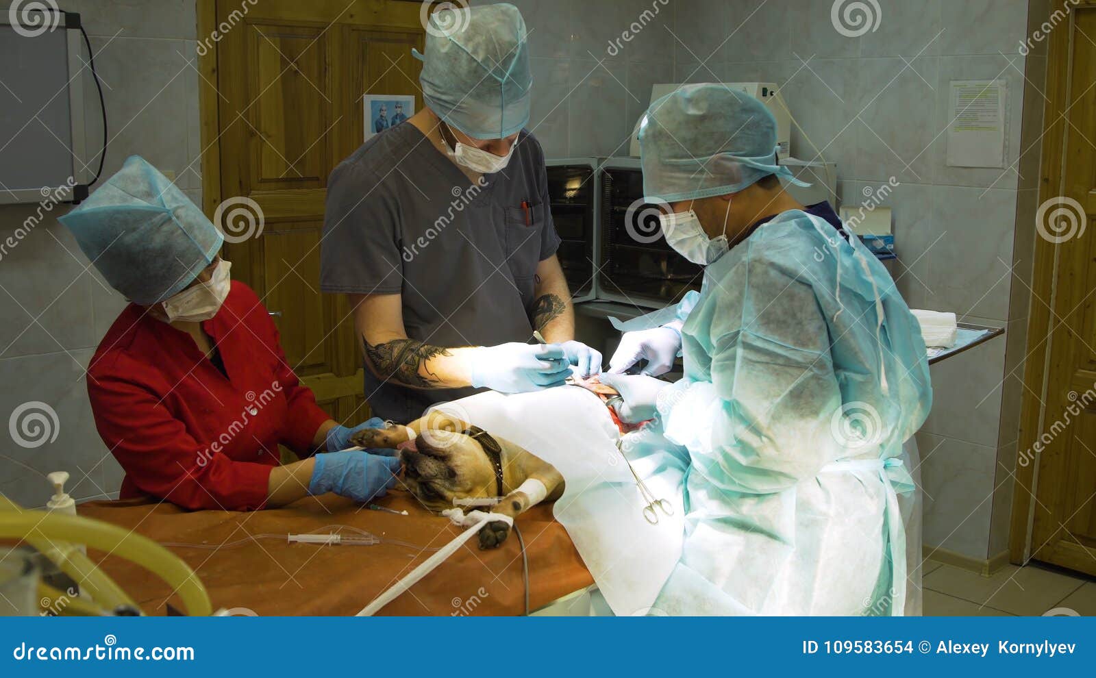 兽医在给狗做手术宠物医生图片下载 - 觅知网