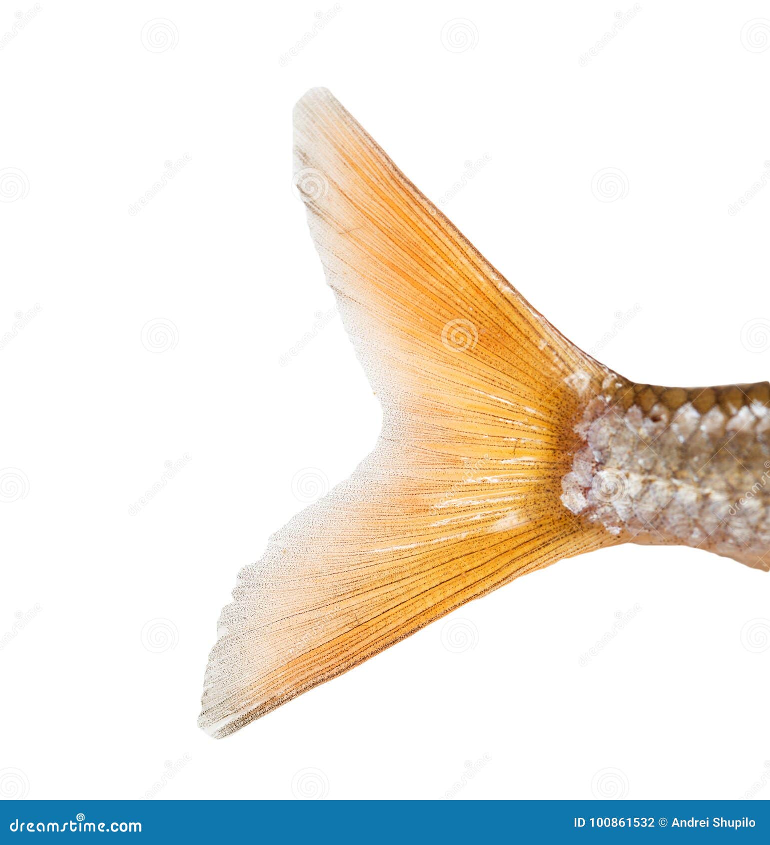 一条漂亮的大尾金鱼尾巴金色与黑色相间肚子向上翘起动物素材设计