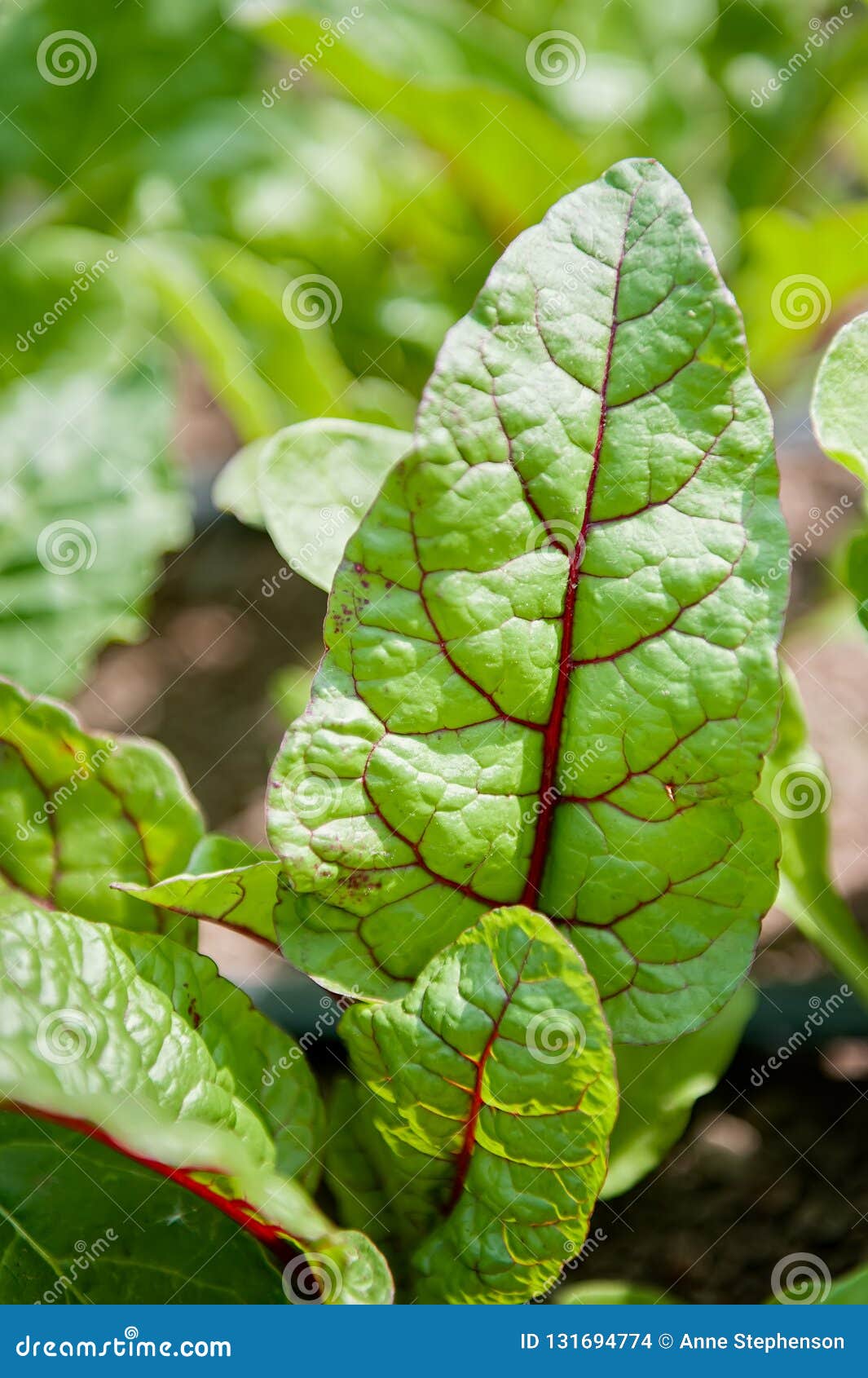 甜菜叶 库存照片. 图片 包括有 生长, 生气勃勃, 红色, 照亮, 唐莴苣, 宏指令, 卧室, 绿色 - 241641766