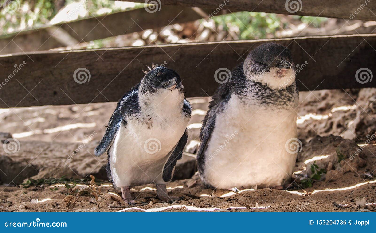 墨尔本 菲利普企鹅岛企鹅归巢门票（多种看台可选）,马蜂窝自由行 - 马蜂窝自由行