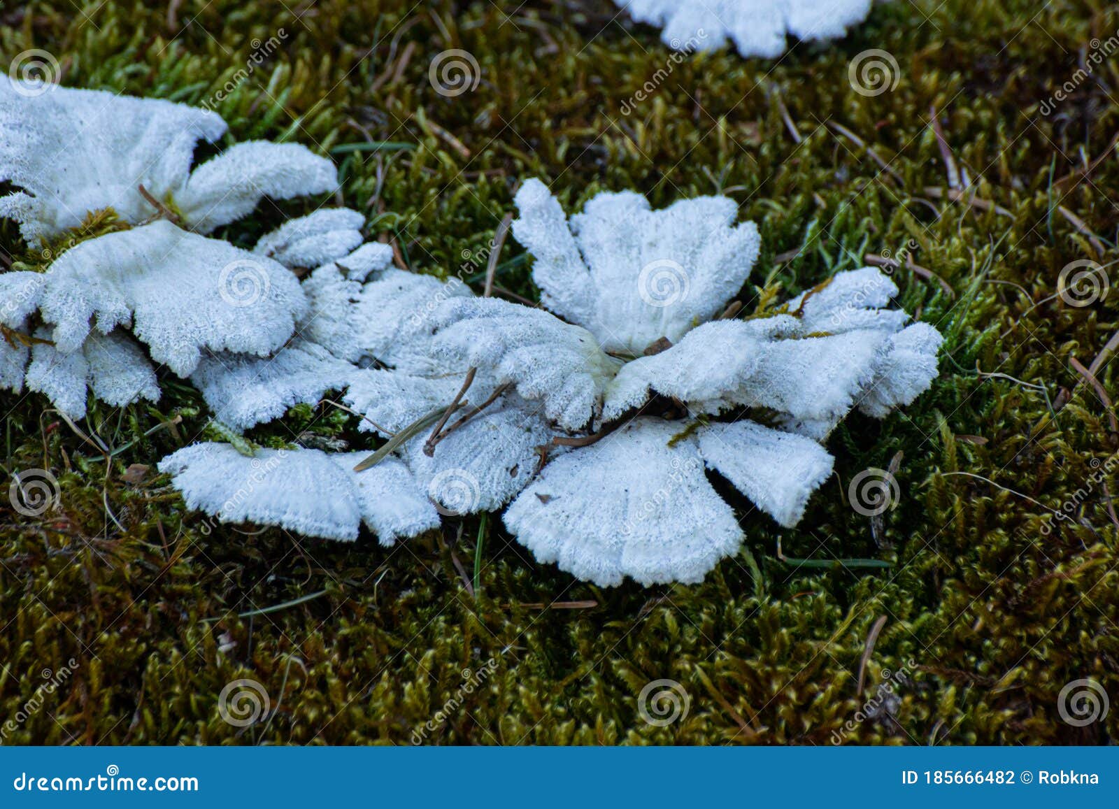 裂褶菌-甘肃太统—崆峒山真菌-图片