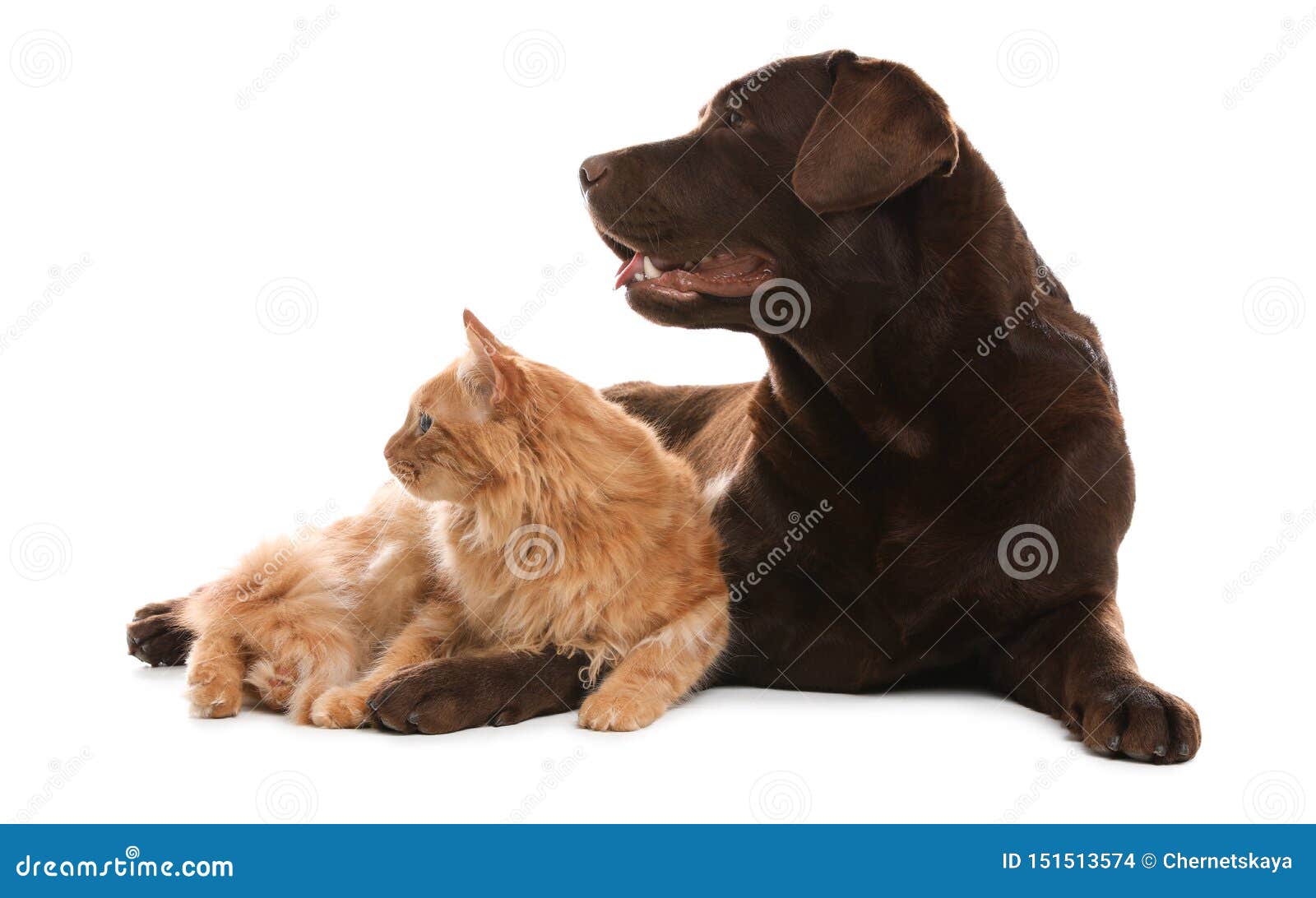 一猫一狗图片大全-一猫一狗高清图片下载-觅知网