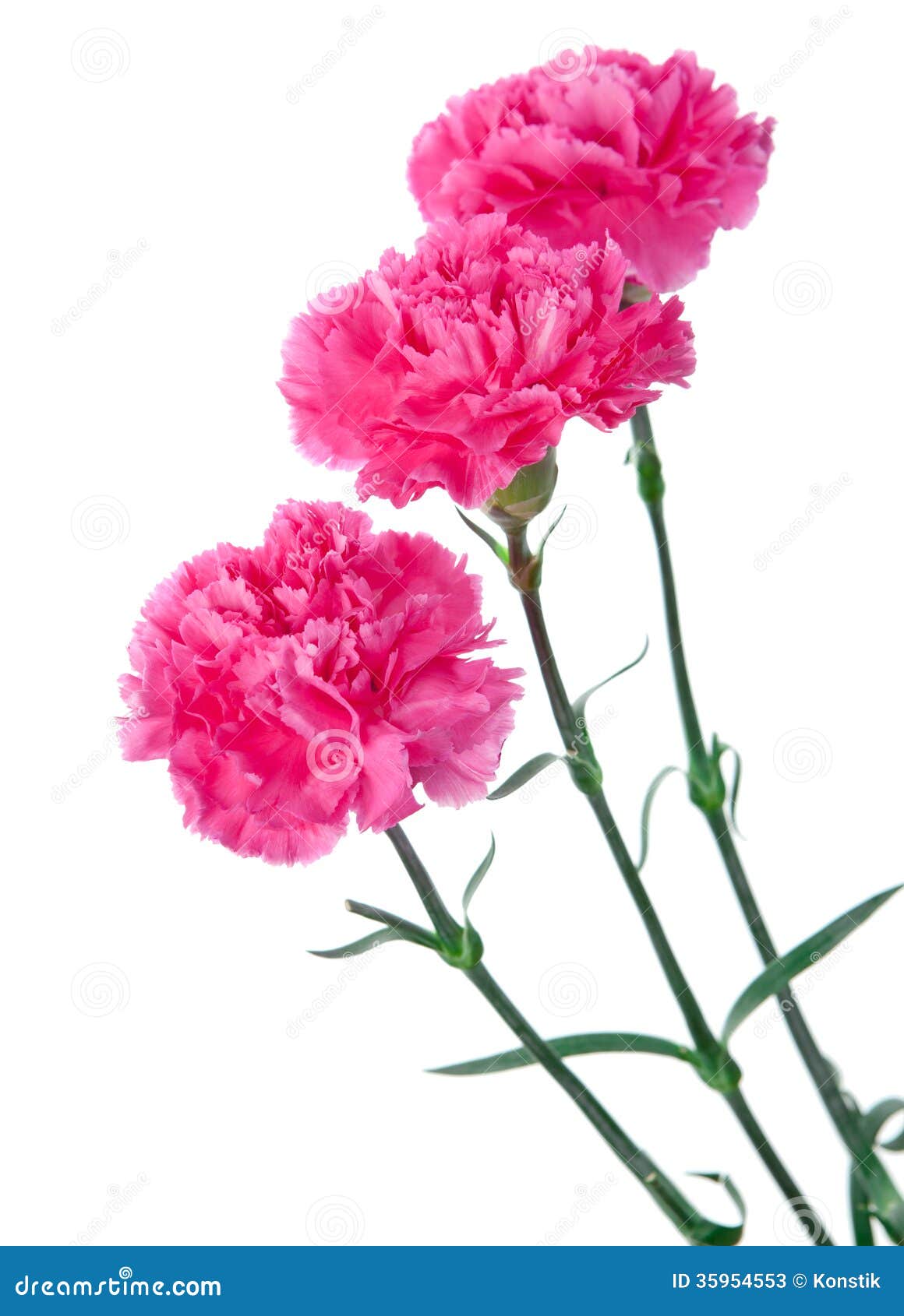 桃红色康乃馨花 库存照片. 图片 包括有 本质, 开花的, 康乃馨, 庭院, 有机, 模式, 花束, 开花 - 49683490