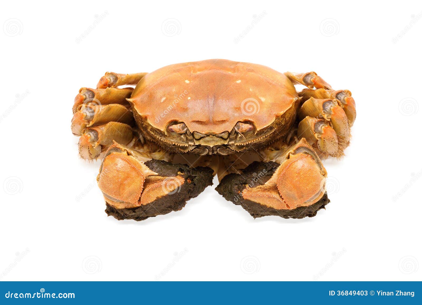 螃蟹摄影图高清摄影大图-千库网