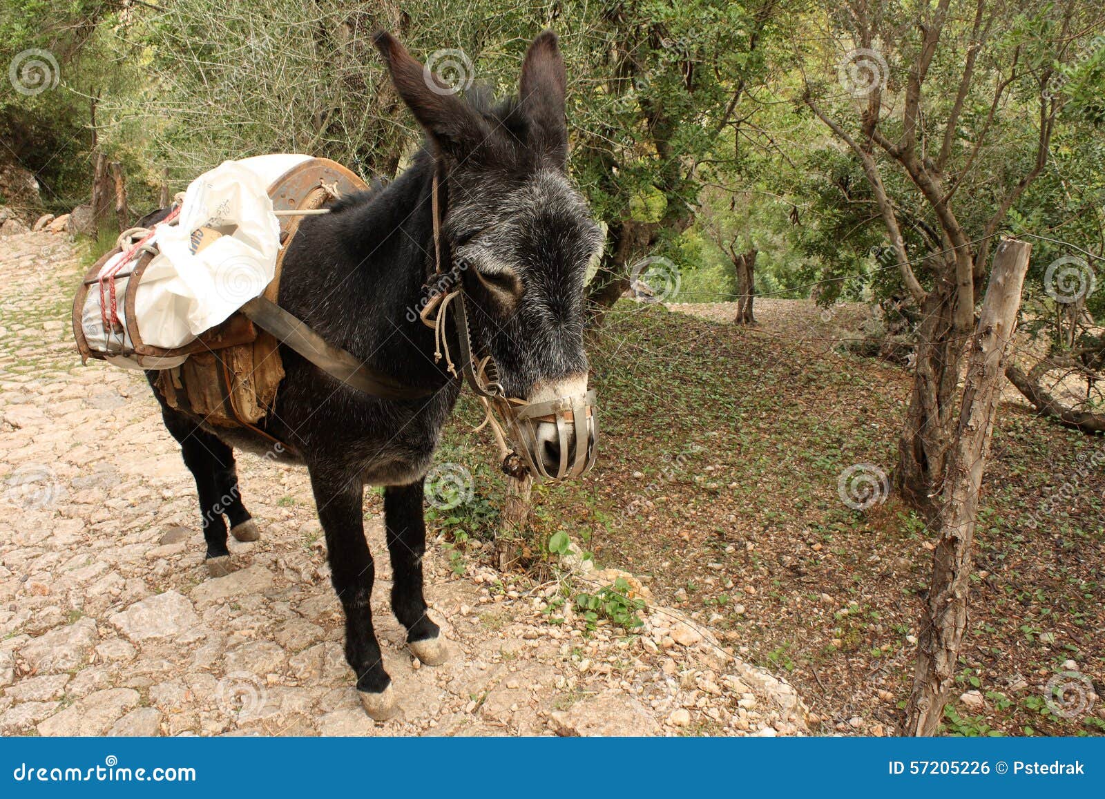 骑着手推车和货物的驴 用驴子画的手推车 宠物 重轭 运输货物和袋子的助理 像老 库存照片 - 图片 包括有 巴哈马群岛的, 颜色: 196680052