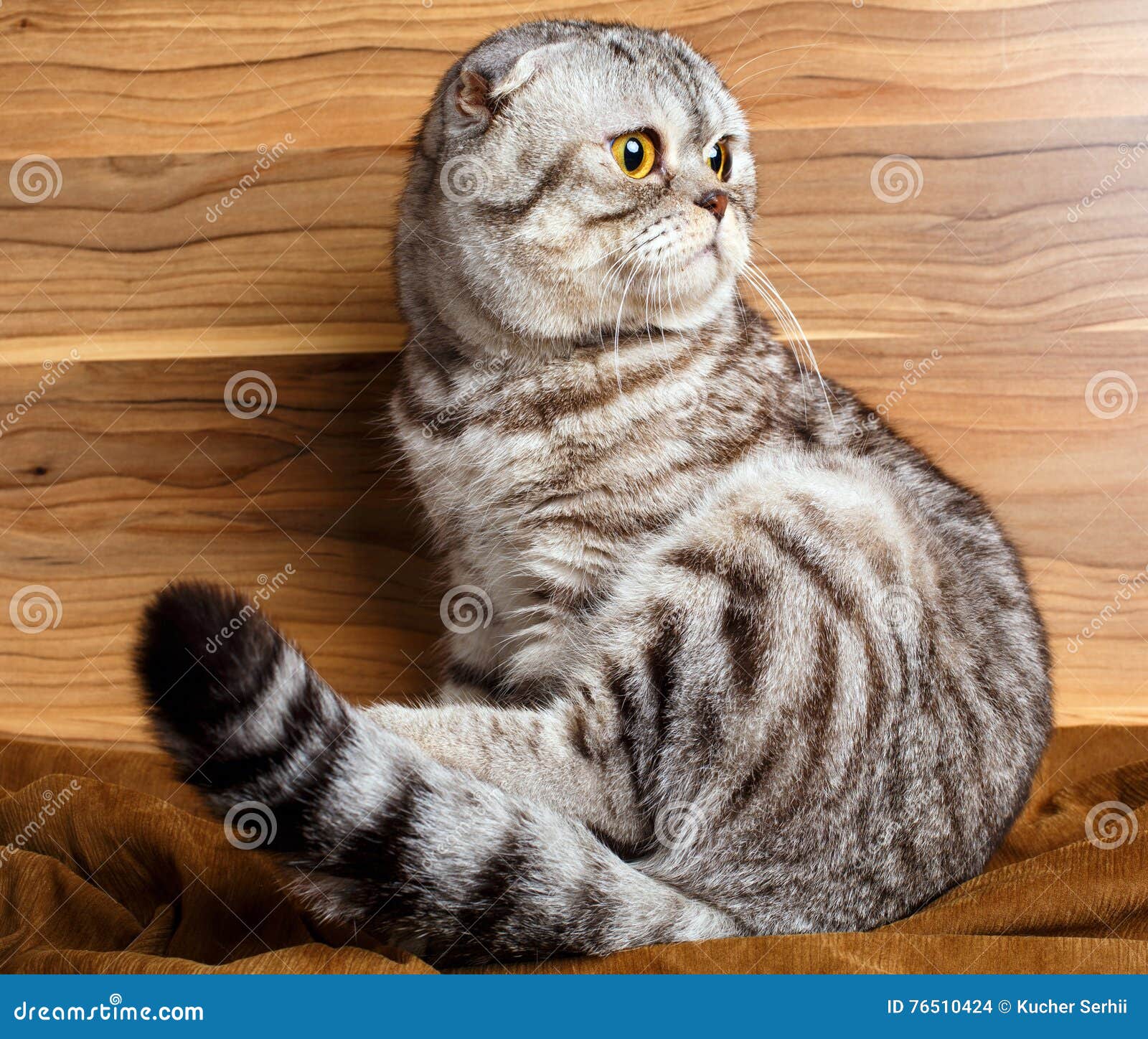Шотландская вислоухая кошка в полоску