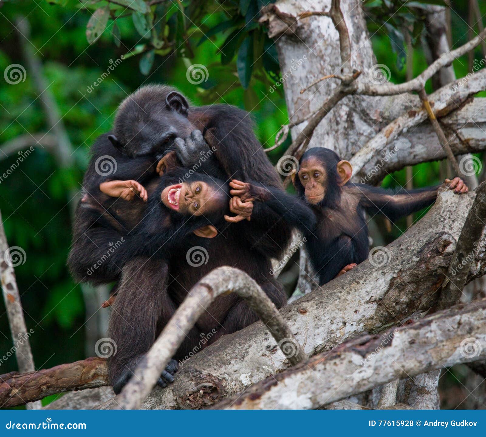 猩猩的女性与一个婴孩的树的 印度尼西亚 加里曼丹婆罗洲海岛 库存照片 - 图片 包括有 位于, 聚会所: 79966322