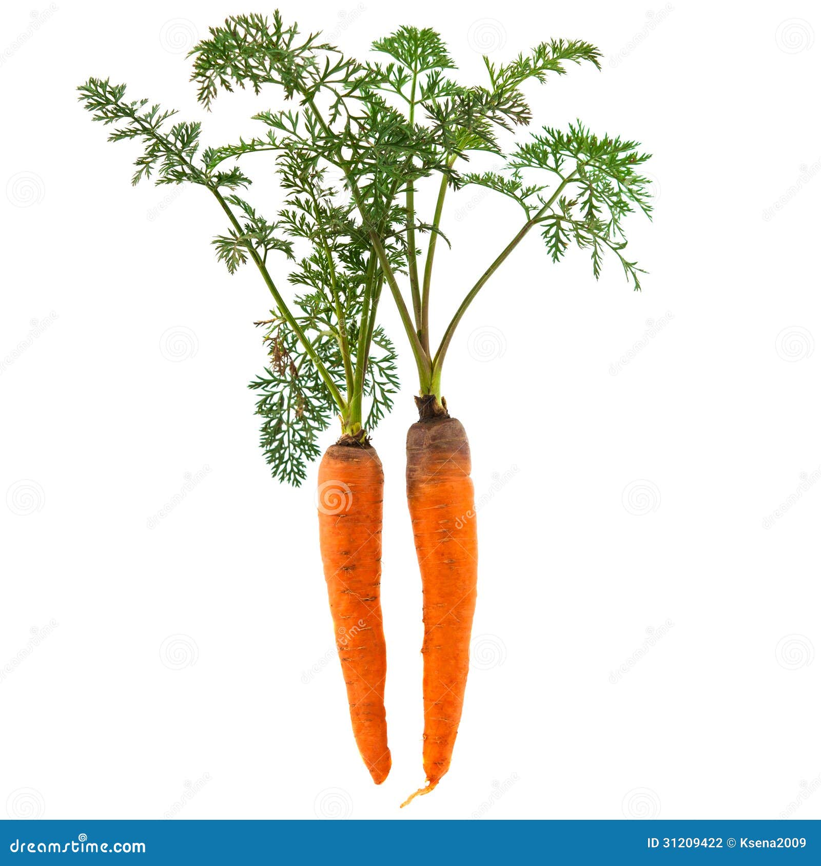 与绿色叶子茎的新鲜的红萝卜 库存图片. 图片 包括有 红萝卜, 肿胀, 营养, 橙色, 收获, 原始, 突出 - 70088633