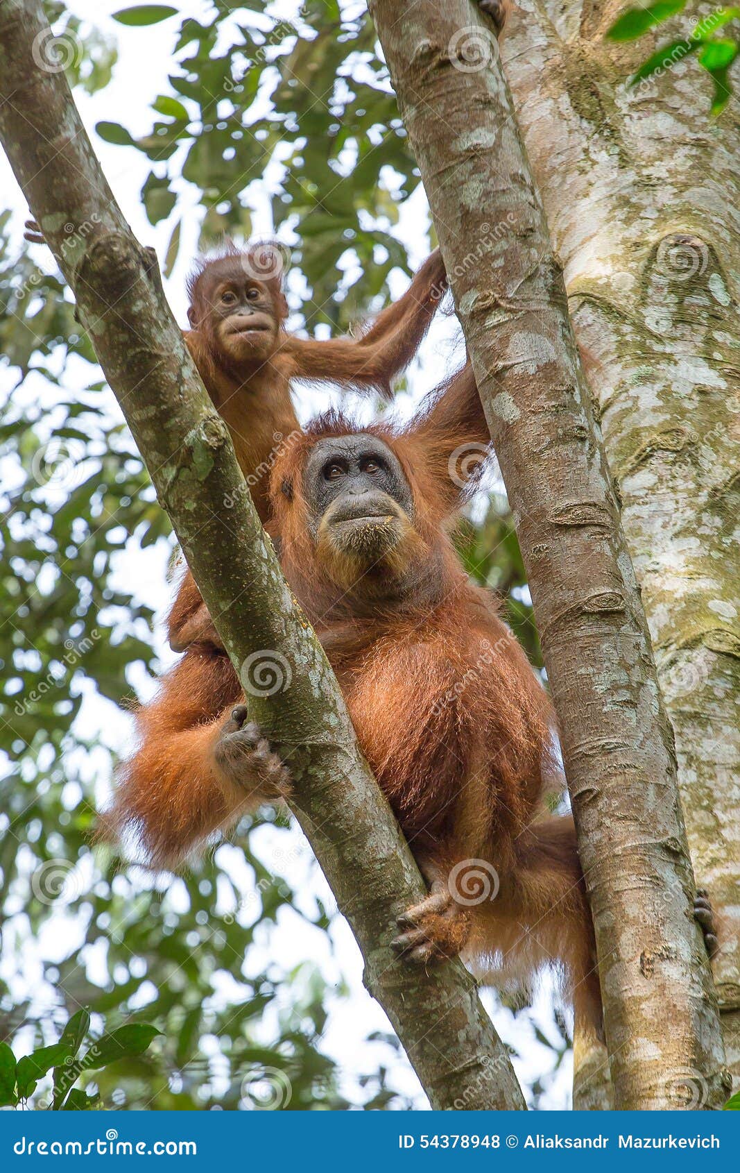 小山地大猩猩在树上玩耍。高清摄影大图-千库网