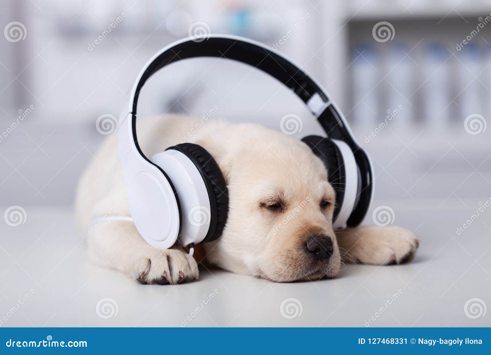 戴耳机的狗狗设计图__卡通设计_广告设计_设计图库_昵图网nipic.com