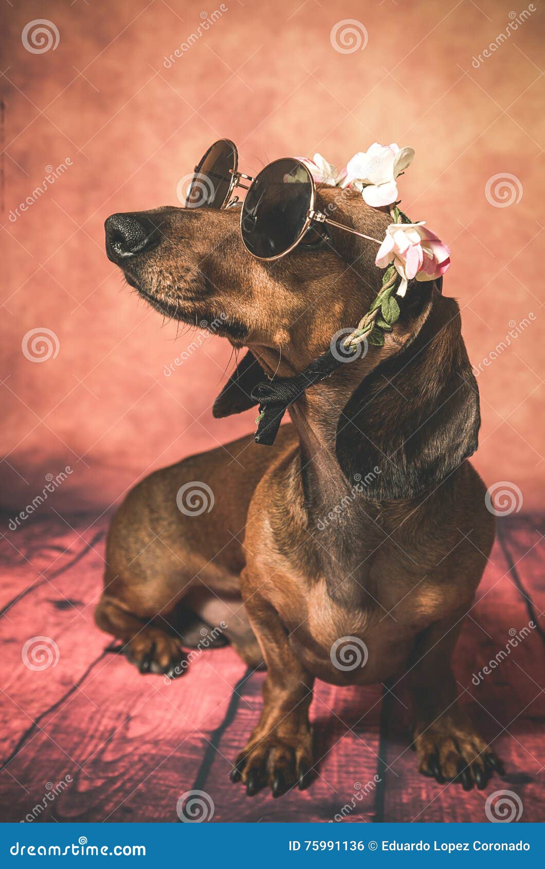 与太阳镜和花的达克斯猎犬狗在她的头. 与太阳镜和花的达克斯猎犬狗在有嬉皮神色的头
