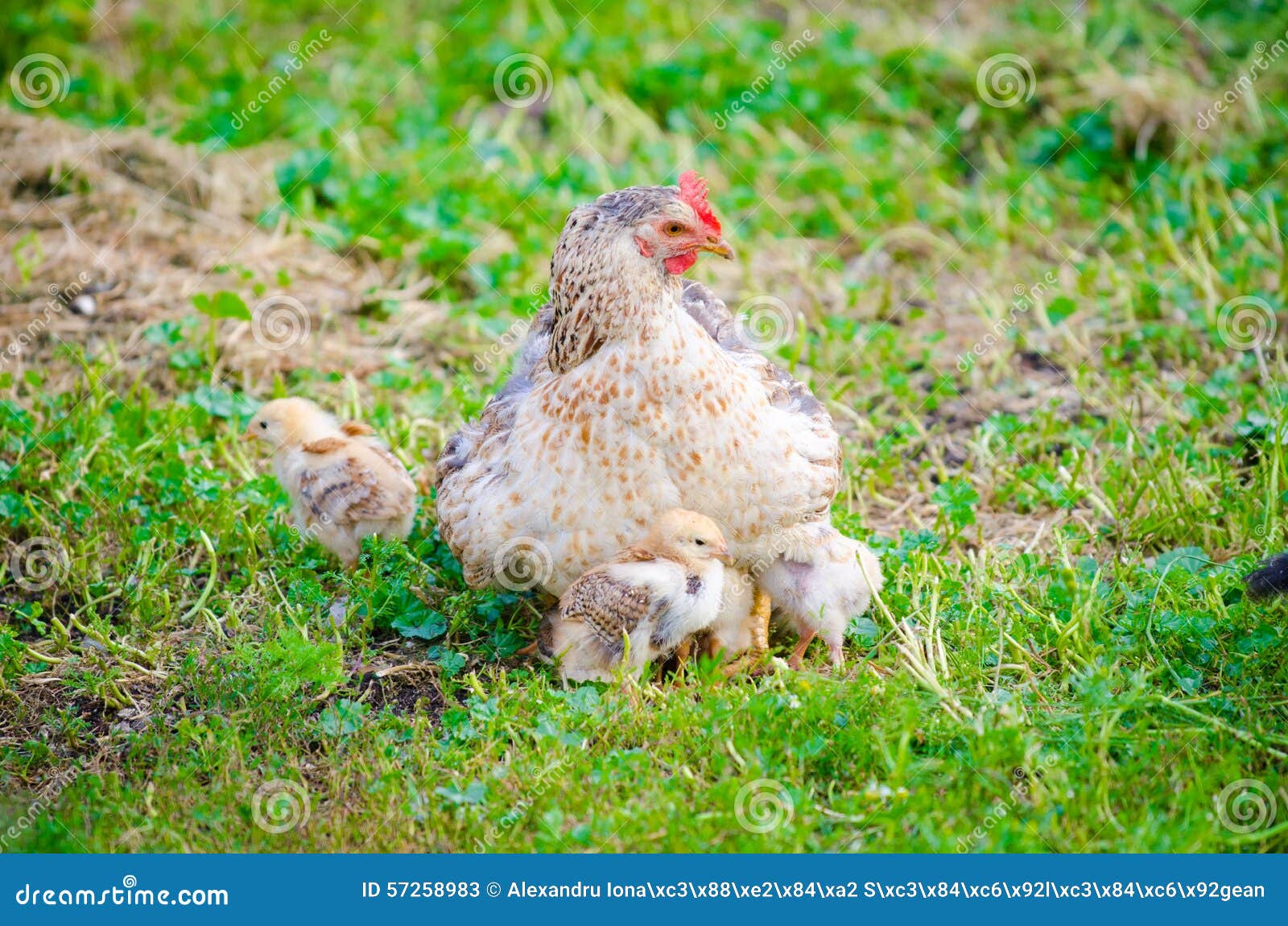 Free Images : grass, meadow, flower, cute, wildlife, spring, beak ...