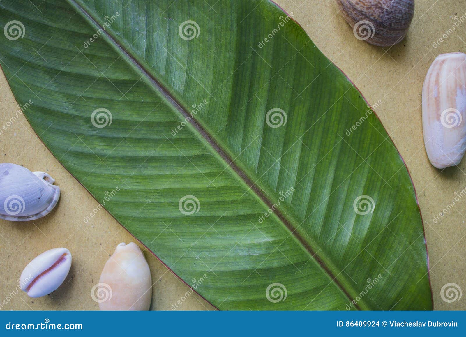 香蕉叶子 库存照片. 图片 包括有 自然, 夏天, 增长, 生长, 详细资料, 查出, 本质, 剪报, 五颜六色 - 118170044
