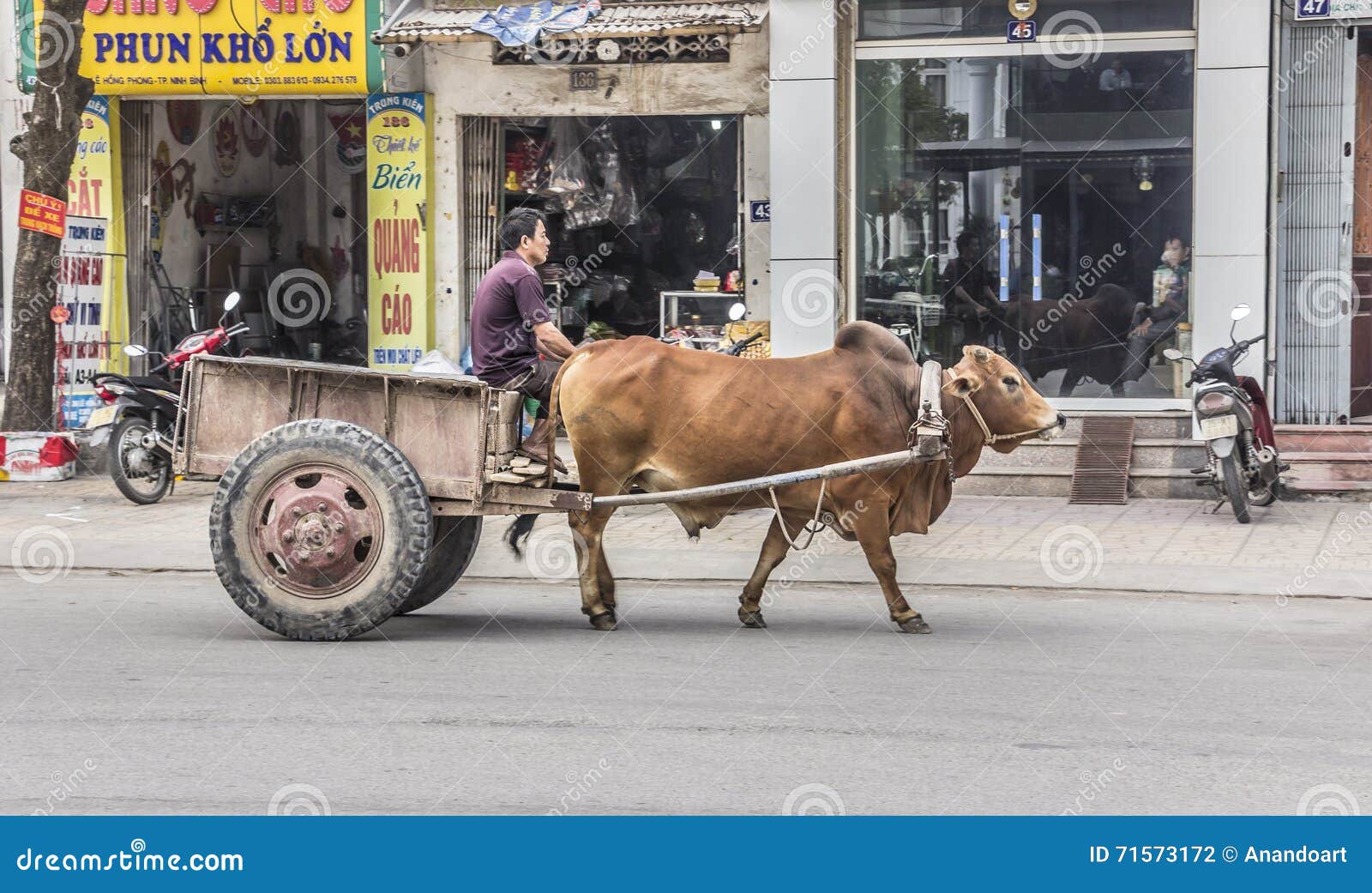 牛车赛跑 编辑类照片. 图片 包括有 困难, 旁遮普语, 旁遮普邦, 赛跑, 活动, 室外, 轮子, 犍子 - 15058601