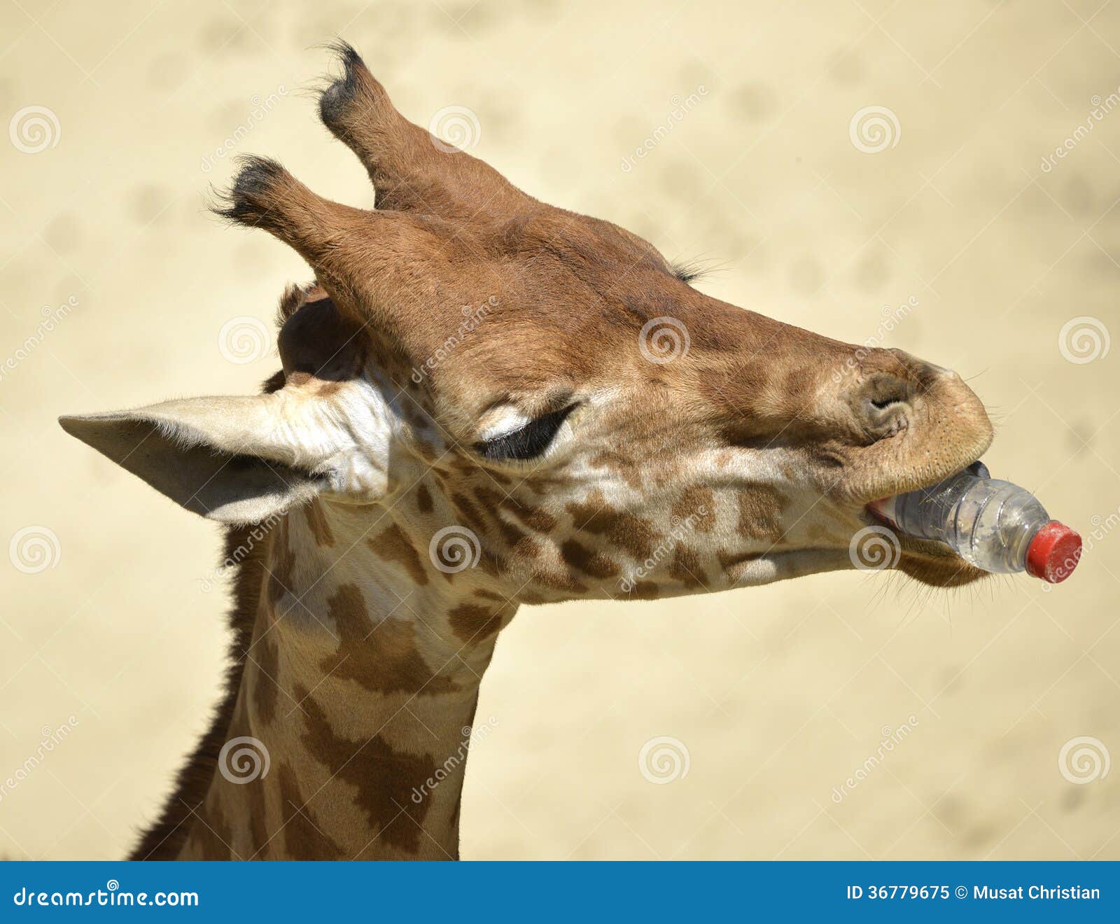 图片素材 : 野生动物, 哺乳动物, 动物群, 长颈鹿, 脊椎动物, giraffidae 2816x1880 - - 89247 - 素材 ...