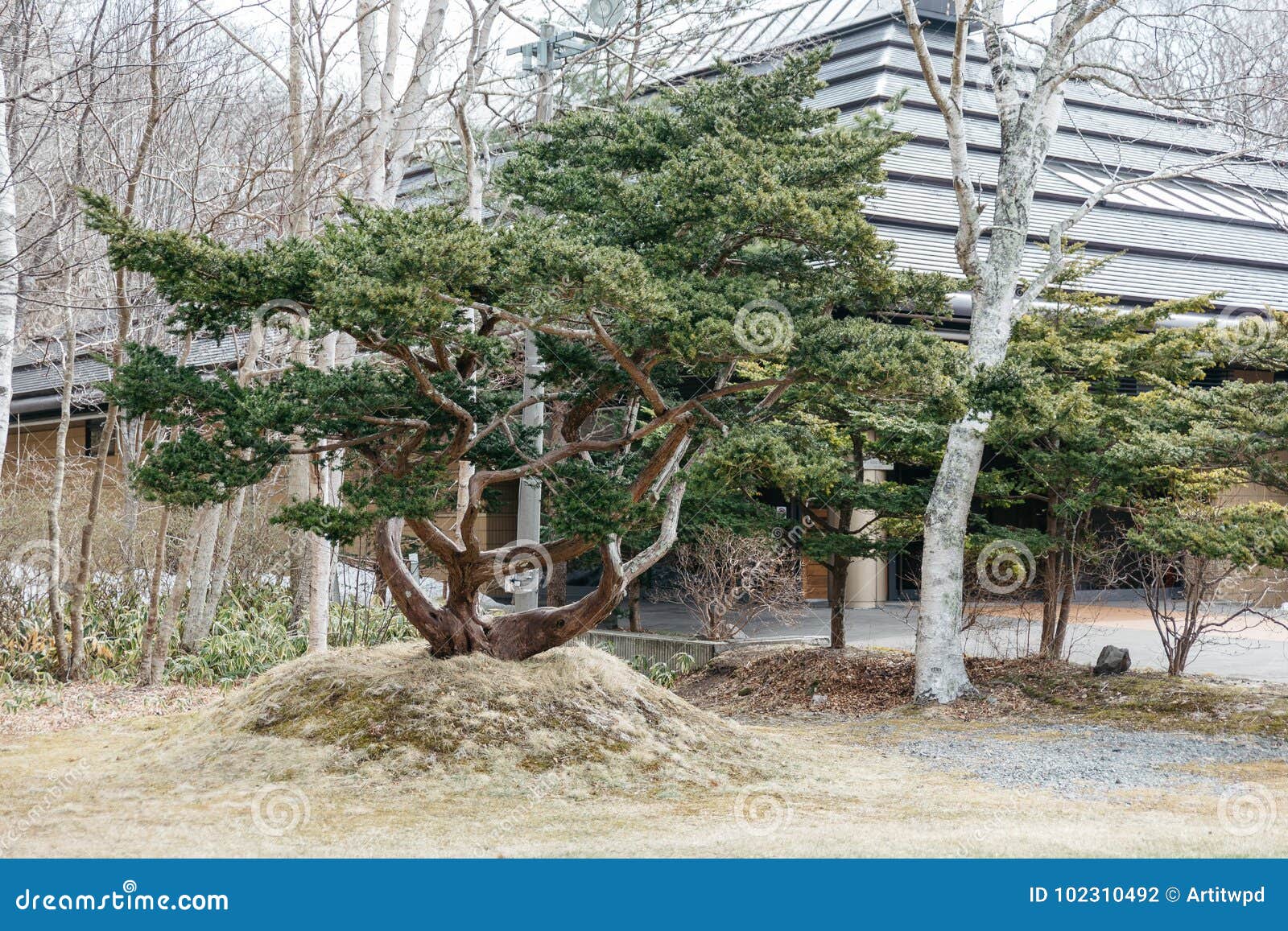 与绿色的大盆景树在Shiraoi阿伊努的村庄博物馆区域离开在北海道，日本