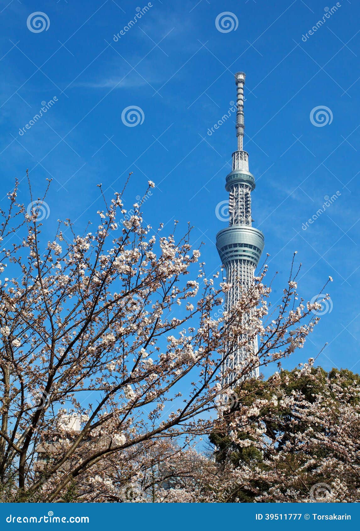 东京天空树. 东京市视图和东京skytree