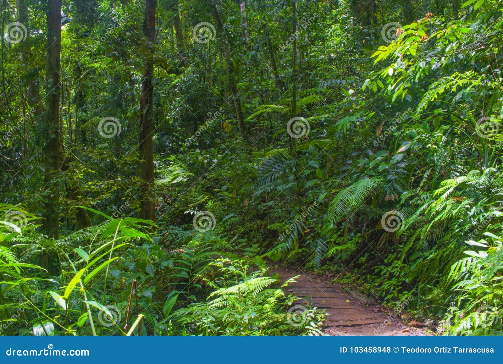 风景森林风景、入口对森林，绿色在曲线楼梯盖的青苔和地衣在热带密林 库存图片 - 图片 包括有 小径, 本质: 149130661