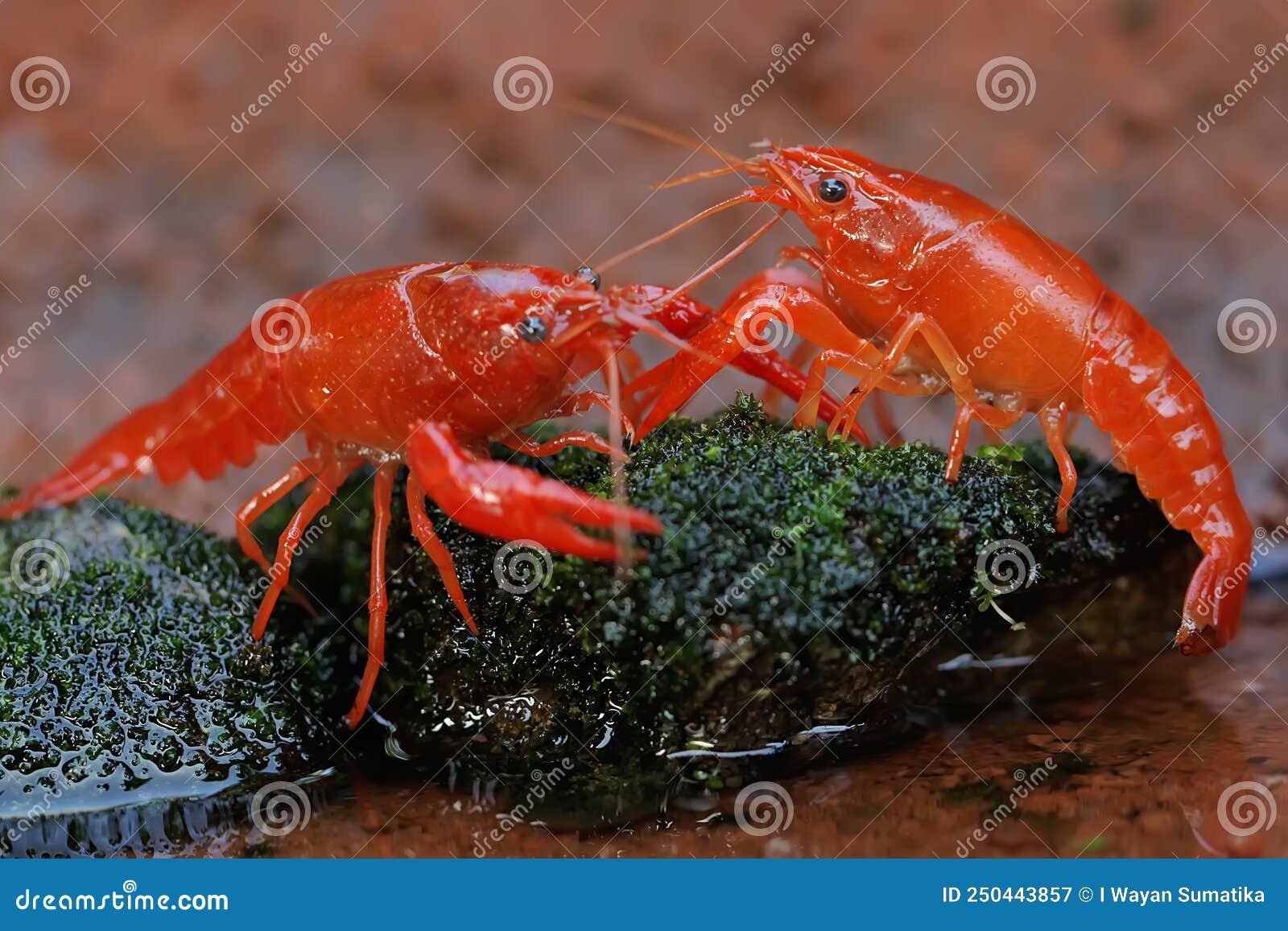 確実本物！ MS-AW 台湾ゴジラ 群生子株 検索 麒麟 冰雹 麻花龍 【公式