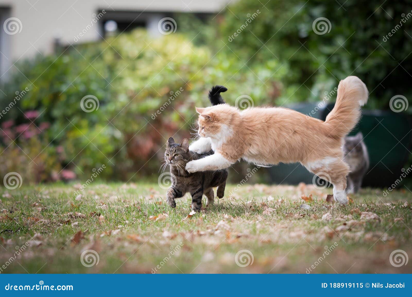 Cat fights - a first aid tip - The Mewes Vets
