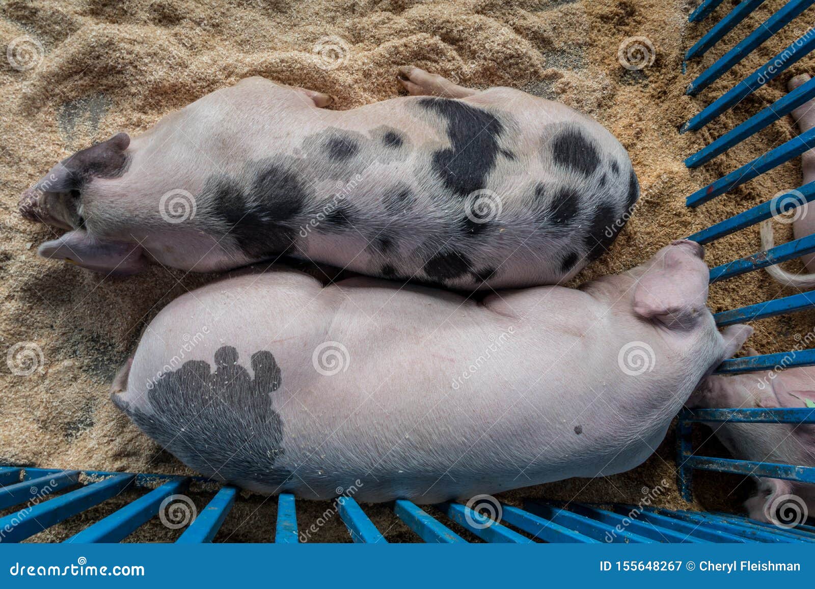 两头Hungarain Mangalica猪 库存照片. 图片 包括有 前面, 在期间, 问题的, 动物区系 - 119406824