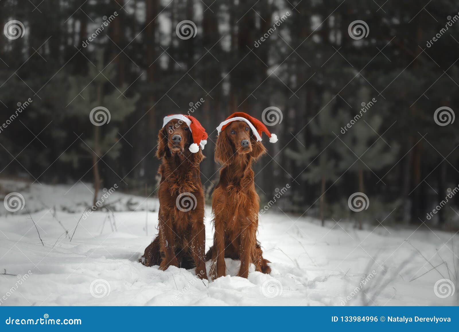 两条滑稽的狗准备庆祝新年. 两条滑稽的狗准备庆祝在美丽的多雪的森林中的新年欢乐帽子的