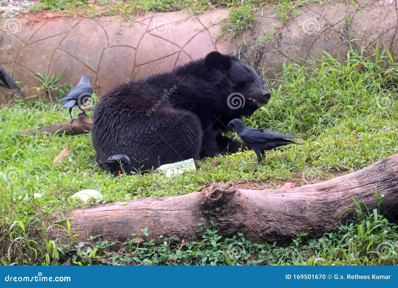 亚洲黑熊高清摄影大图-千库网