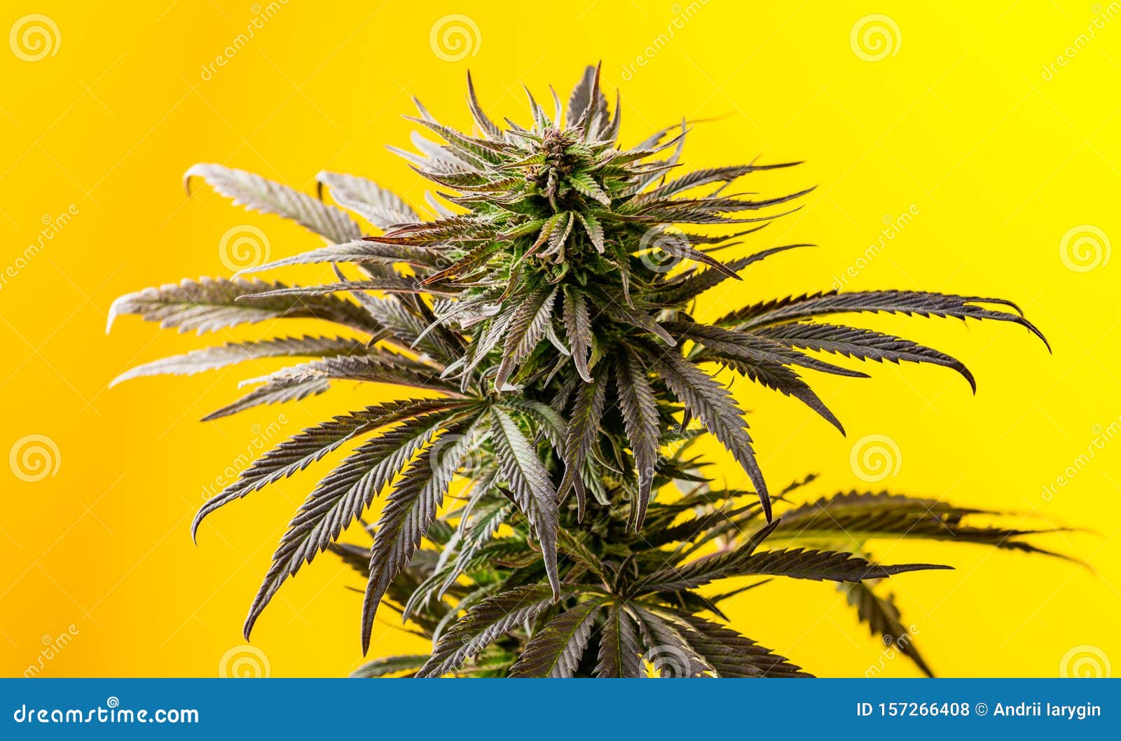 100,000+张最精彩的“大麻”图片 · 100%免费下载 · Pexels素材图片