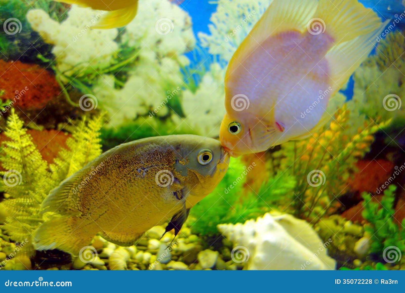 鱼亲吻 库存图片. 图片 包括有 橙色, 热带, 颜色, 水族馆, 水下, 蓝色, 海运, 亲吻, 本质, 宠物 - 7876215