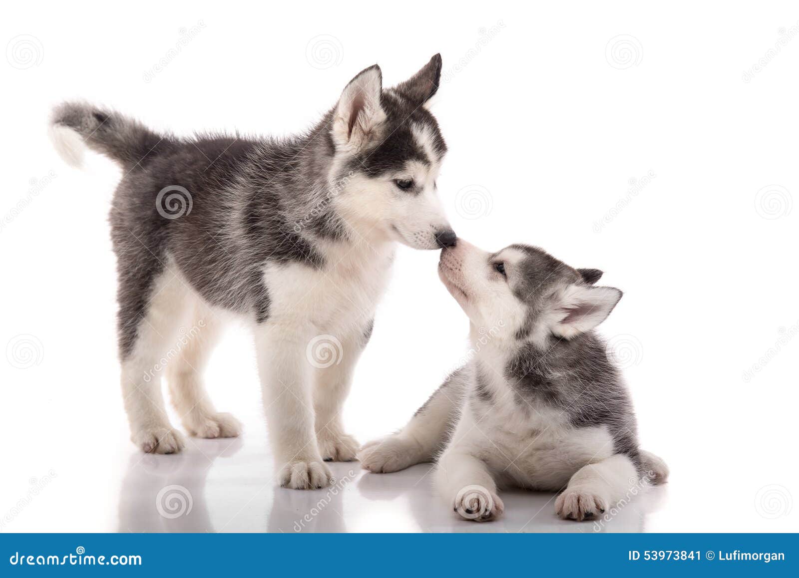 可爱的小男孩试图亲吻狗狗的鼻子，狗狗咆哮着咬牙切齿照片摄影图片_ID:433197781-Veer图库