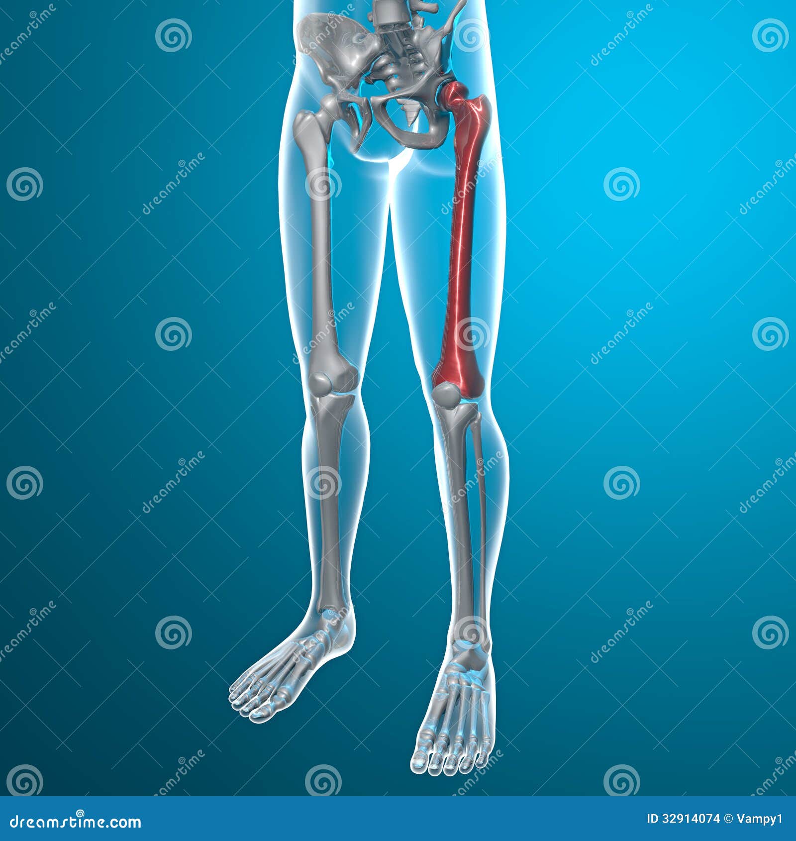 人体和骨骼股骨x光芒. X充满痛苦的人体光芒和骨骼在腿，股骨骨头