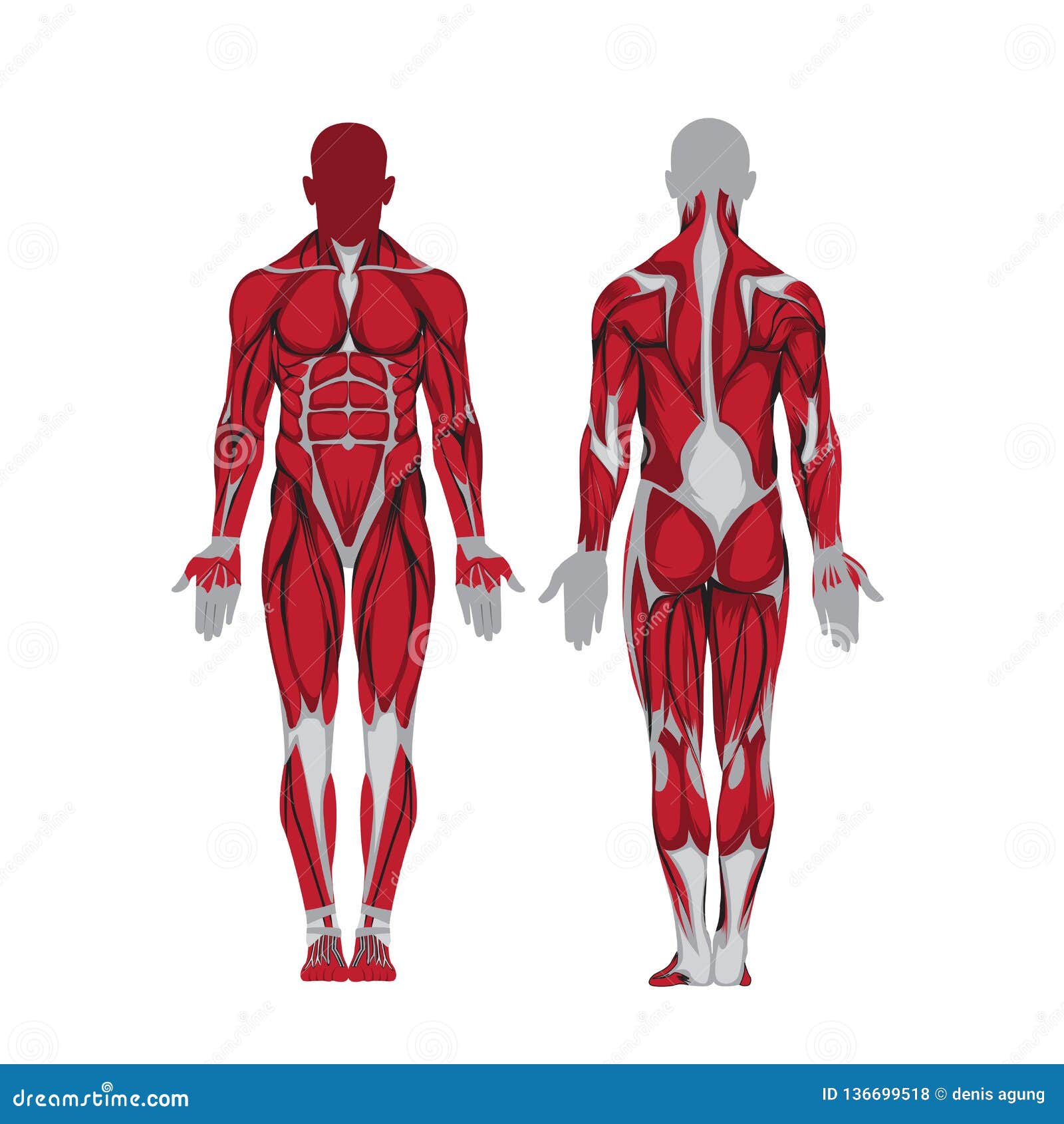 人体解剖图和器官--眼球结构图_素材公社