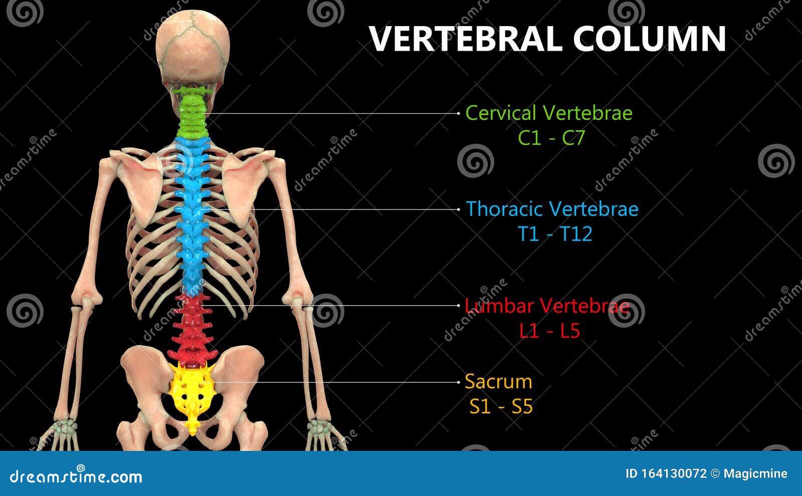 人体骨架系统解剖学的椎柱库存例证. 插画包括有医学, 肱骨, 例证, 骨头
