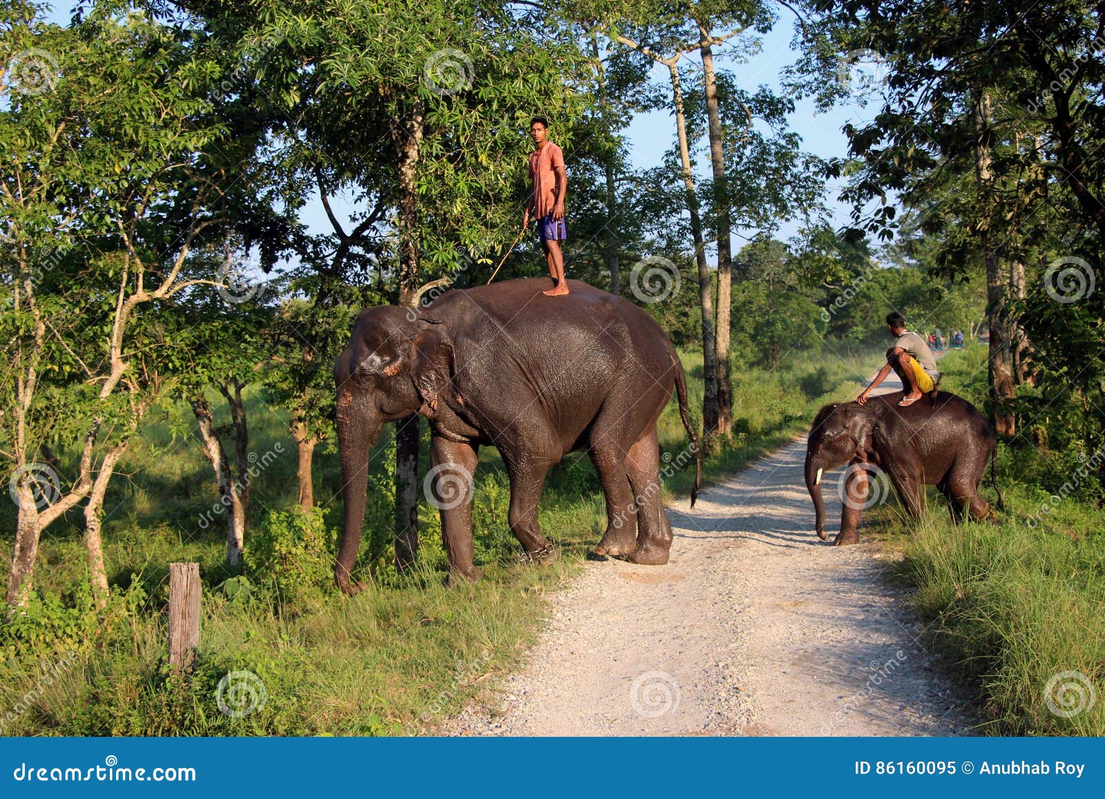 在pinnawala Srilanka照顾大象和大象的人 编辑类库存照片 - 图片 包括有 哺乳动物, 人员: 220838523